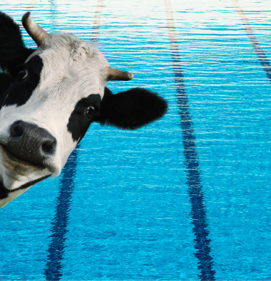 Batenstein gesloten i.v.m. Koeienmarkt 