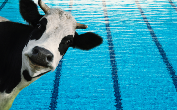 Batenstein gesloten i.v.m. Koeienmarkt 